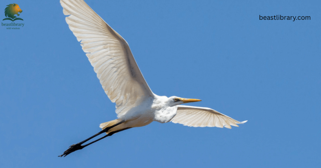 Animals With Long Legs-Egret