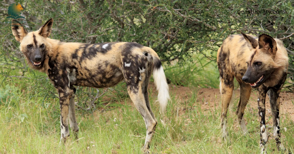 Animals With Long Legs-African wild dog
