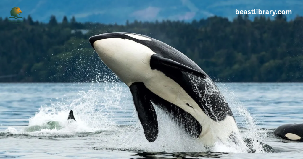 Whales 