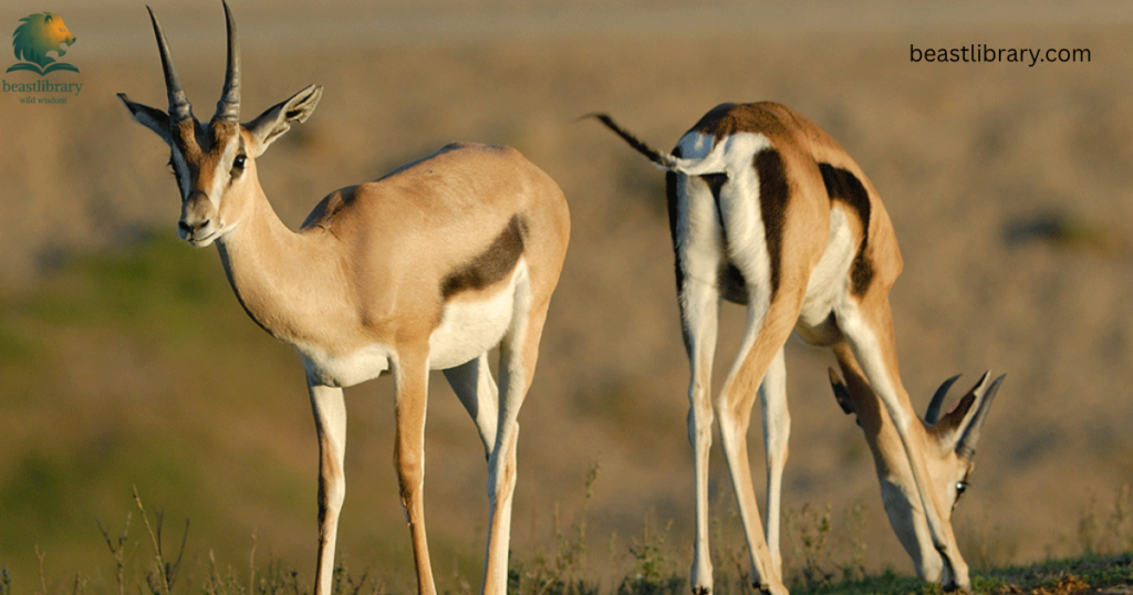 Animals With Long Legs-Gazelles