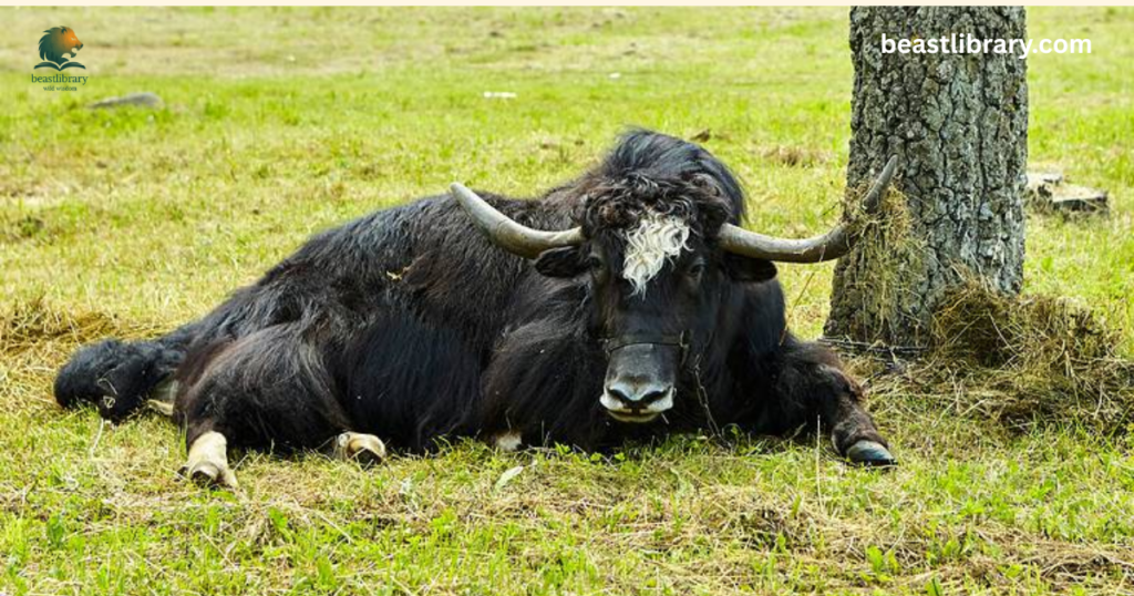 Yak