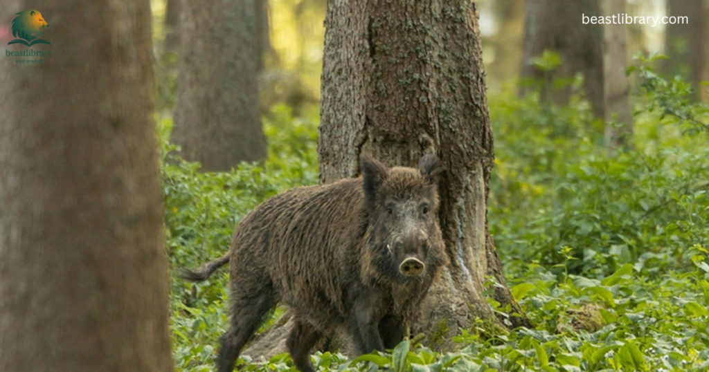 Animals with Trunks- wild boars