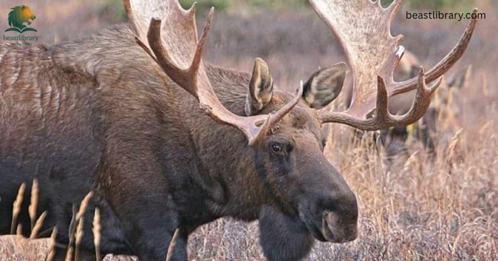 Animals With Long Legs-Alaskan moose