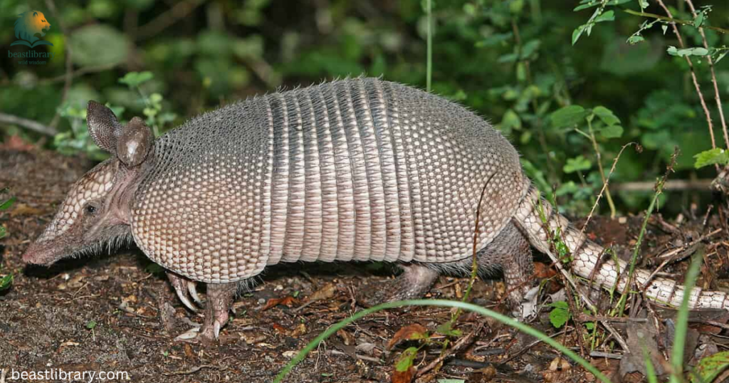 Armadillos with scales