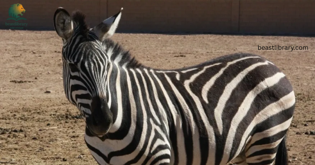 Animals With Long Legs-Zebra