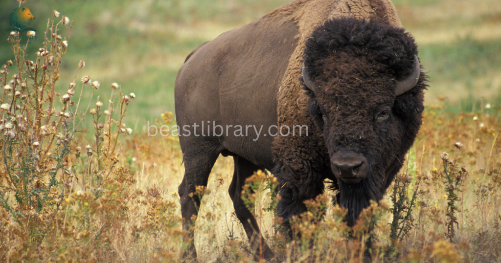 Grumpy Animals in The World- bison