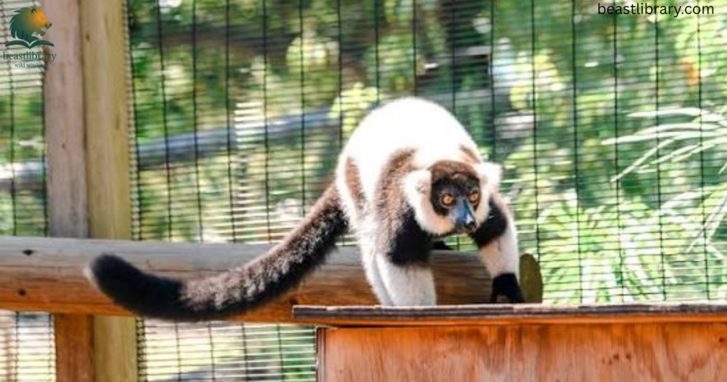 lemur with long tail