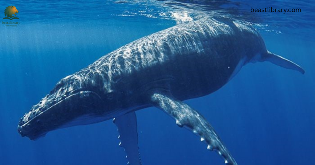 blue whale- Animals With Flippers