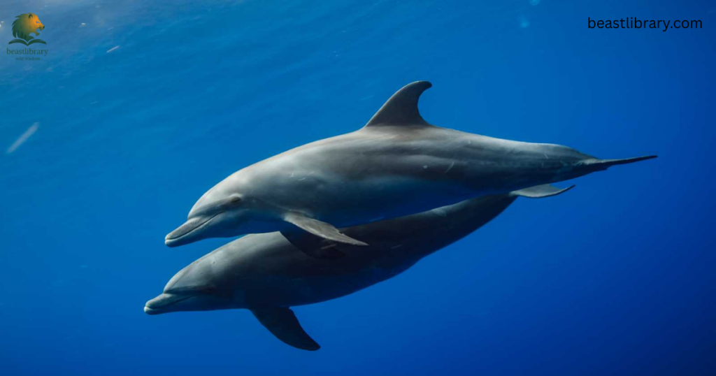 Bottlenose dolphin- Animals With Flippers