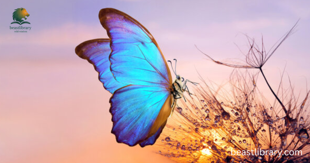 Butterfly-Quiet Animals
