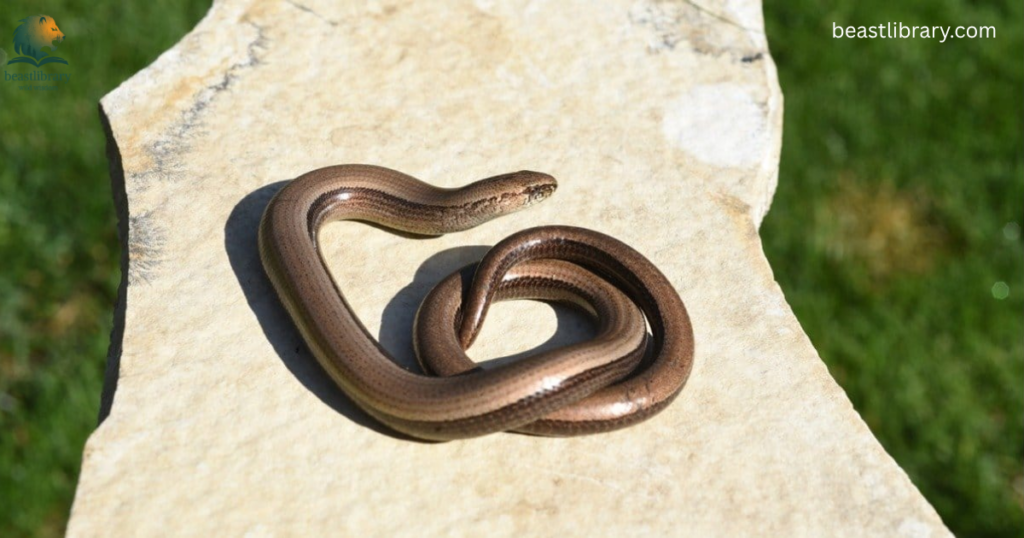 caecilians with scales