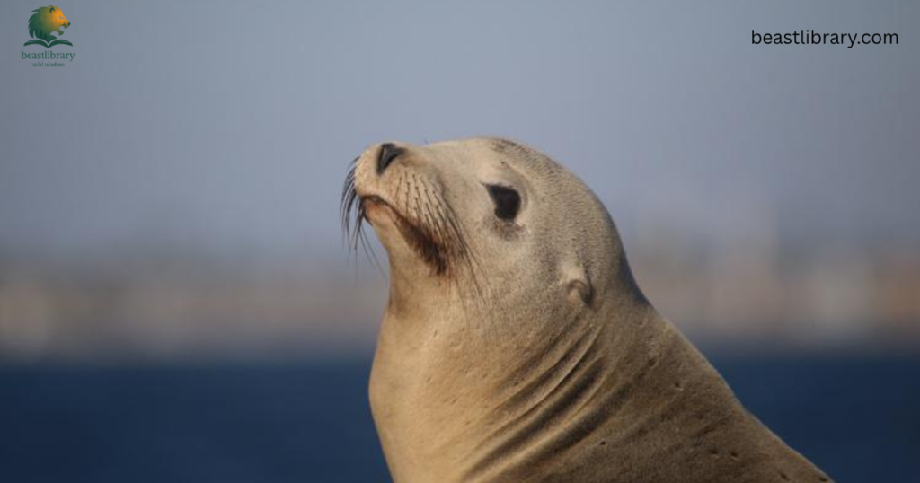 California sea lion - Animals With Flippers