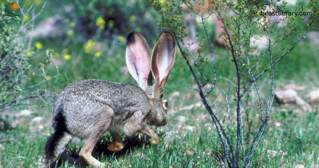 Animals That Eat Cactus- Rabbit