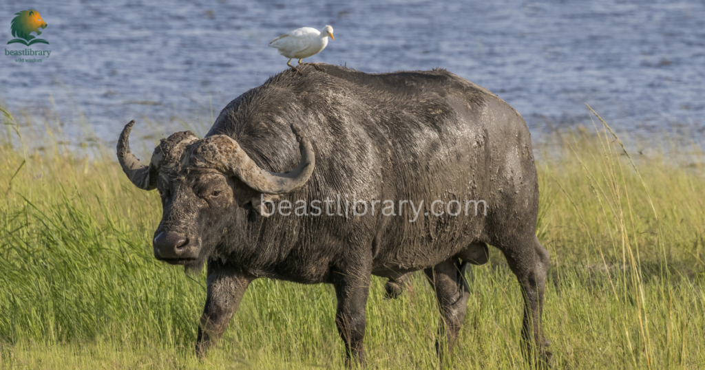 Grumpy Animals in The World- cape buffalo