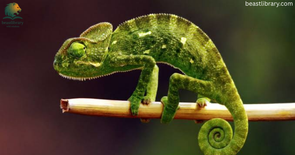 chameleon with long tail