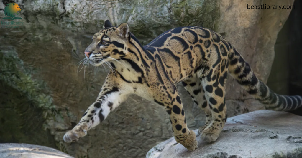 clouded leopard with long tail