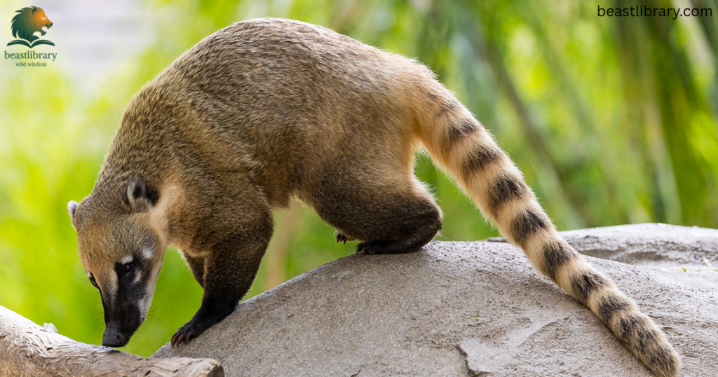 coatis with long tail