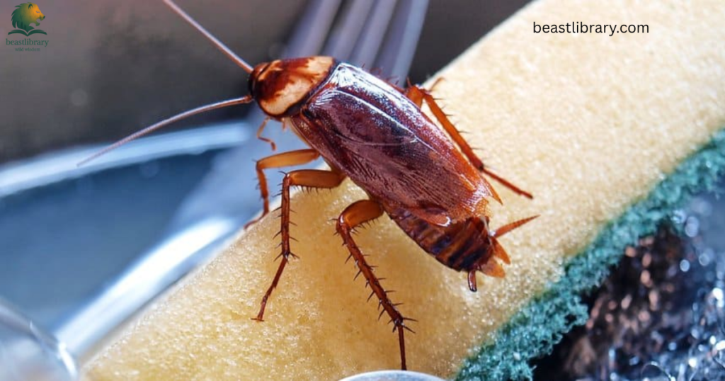 Cockroaches- Dirtiest Animals in The World