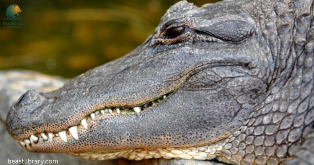 crocodile with scales
