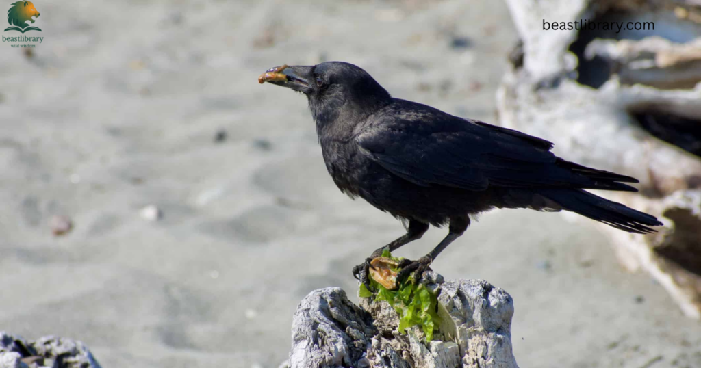 Crow- Dirtiest Animals in The World