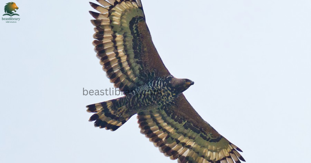 Animals That Eat Monkeys - crowned eagle