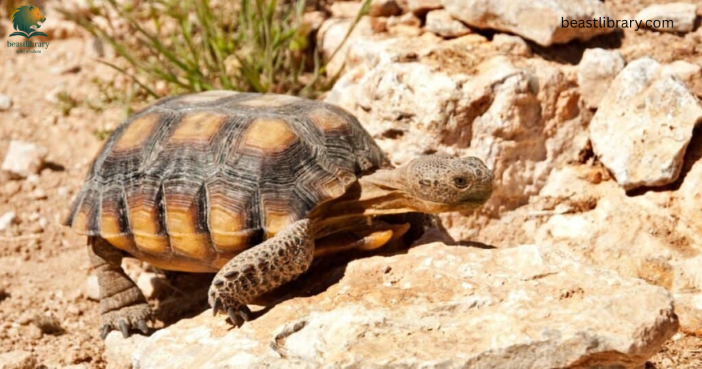 Animals That Eat Cactus- Desert tortoise