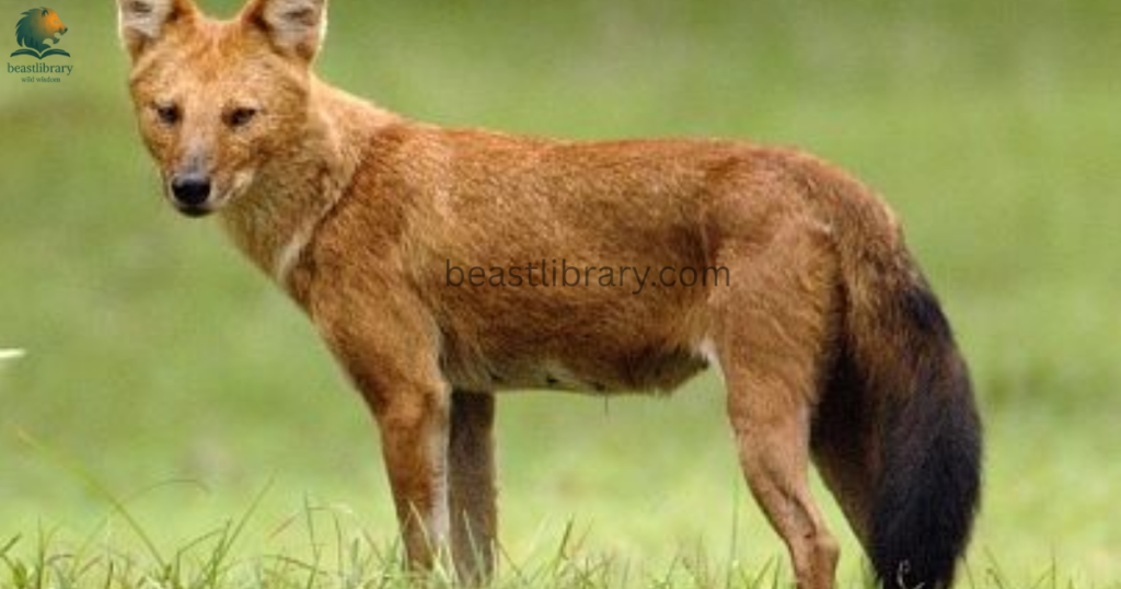 Animals That Eat Monkeys - dhole