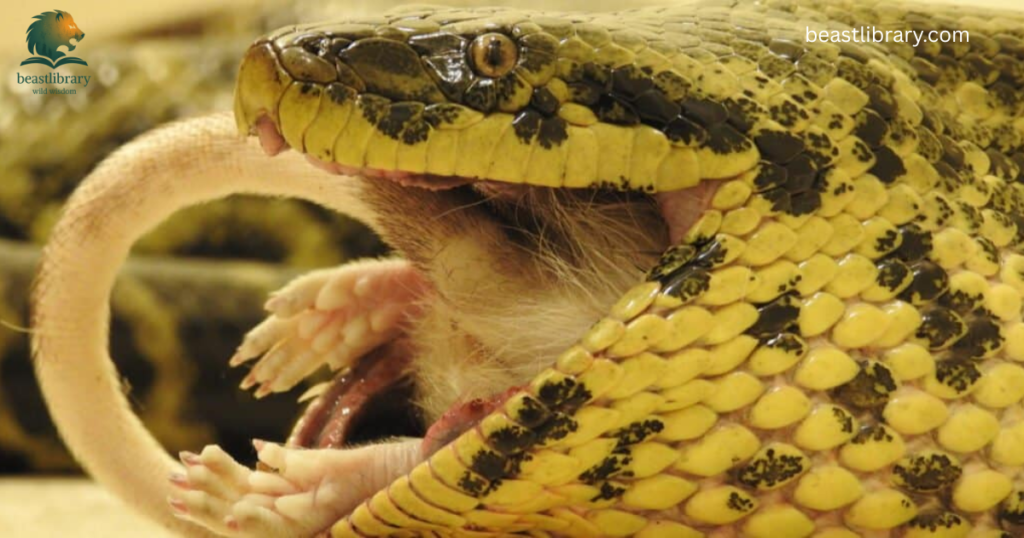 Animals That Eat a Lot-anaconda