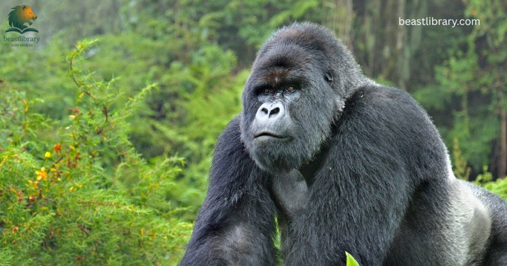 Animals That Eat a Lot-gorilla