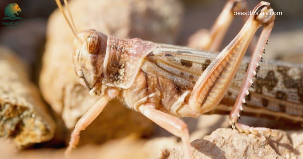 Animals That Eat a Lot-locusts