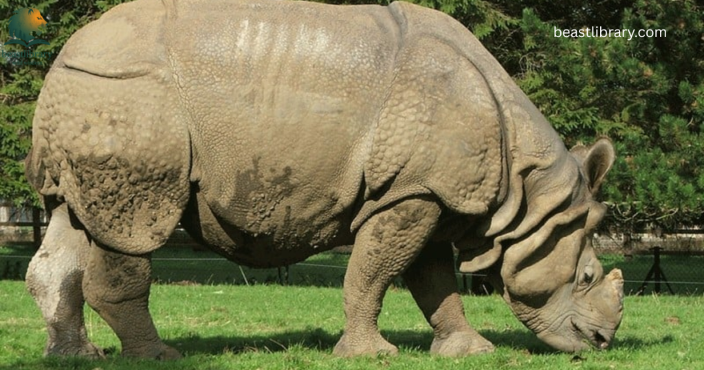 Animals That Eat a Lot-rhino