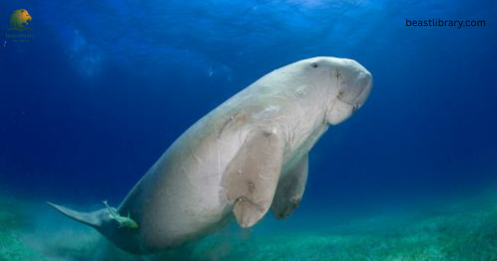 dugong- Animals With Flippers