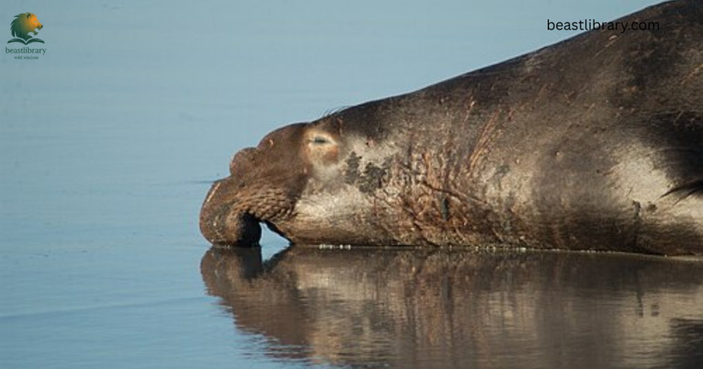 elephant seal- Animals With Flippers