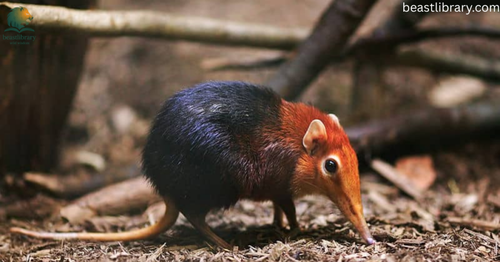 Animals with Trunks- elephant shrew