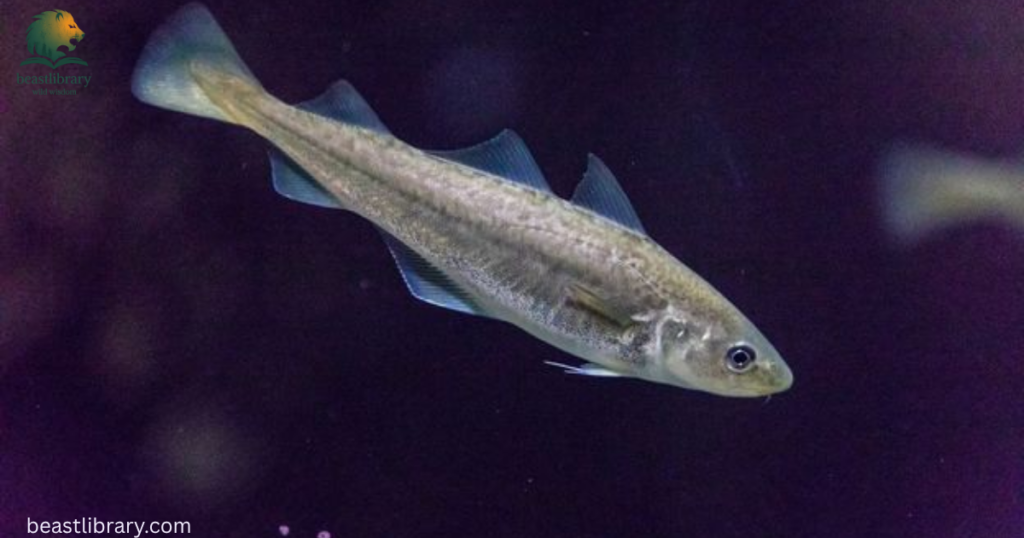 What Smells Do Fish Hate
