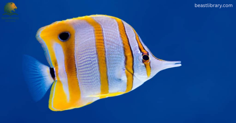 What Smells Do Fish Hate