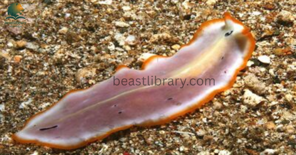 flatworms- Animals With Lowest IQ