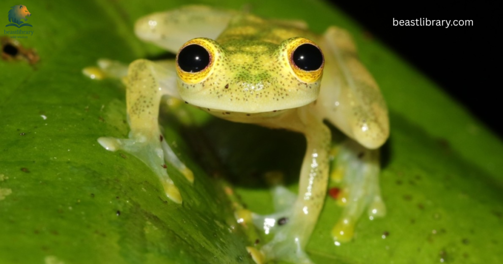nasty animls - frog