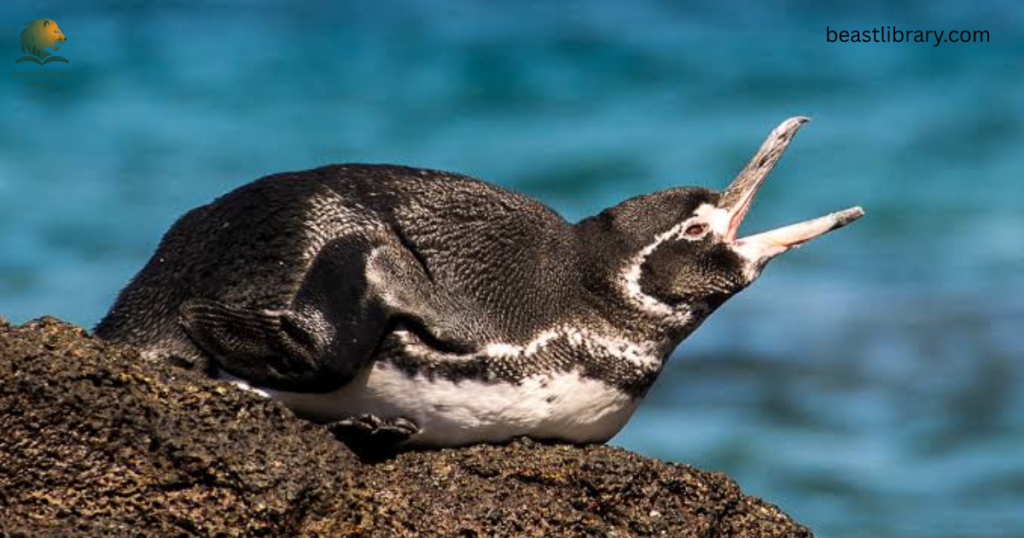 Animals With Flippers