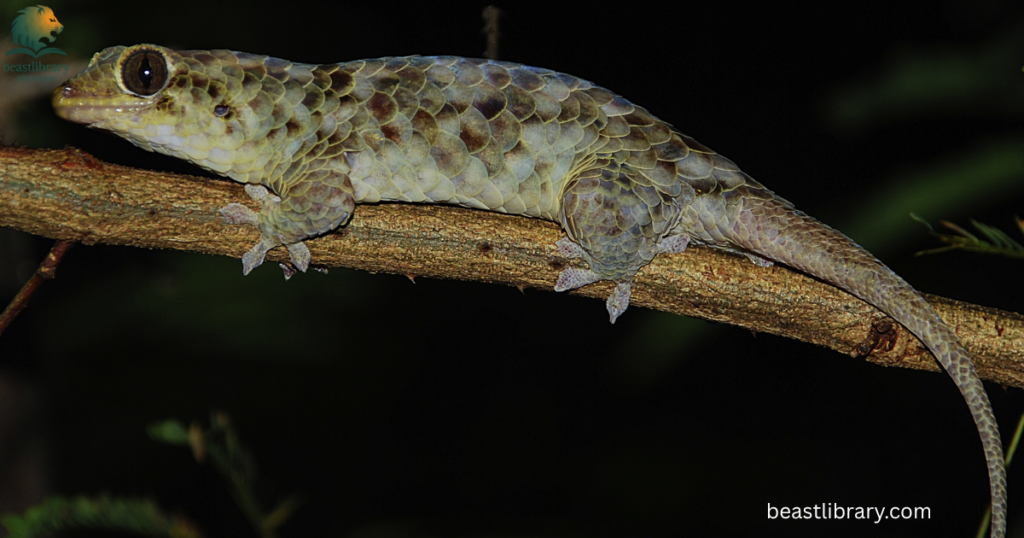 gecko with scales