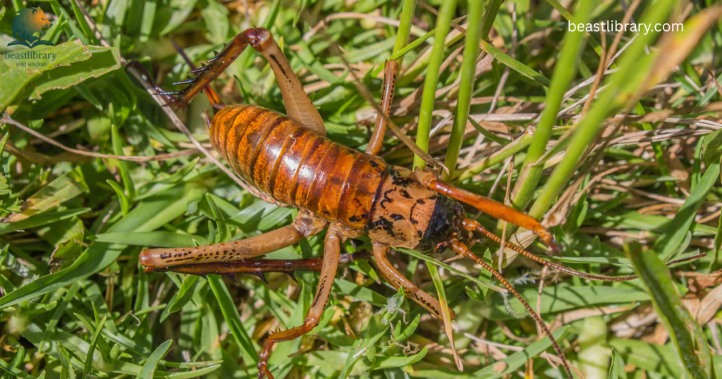 Animals That Eat a Lot-giant weta