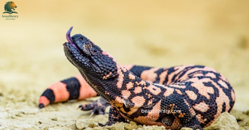 gilamonster with scales
