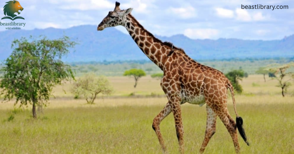 Giraffe with long tail