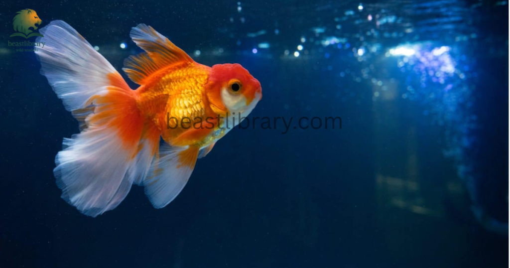 goldfish- Animals With Lowest IQ