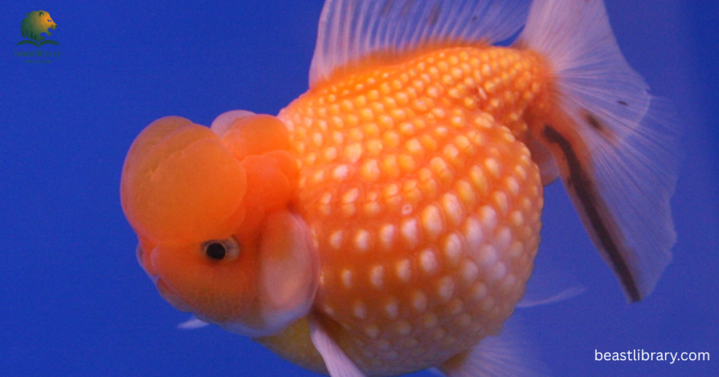 goldfish with scales