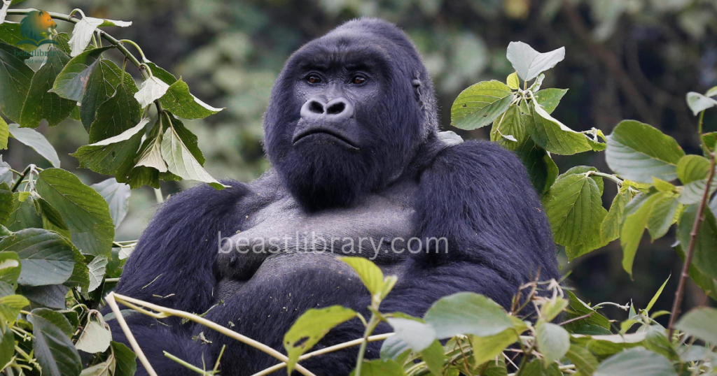 Grumpy Animals in The World- gorilla