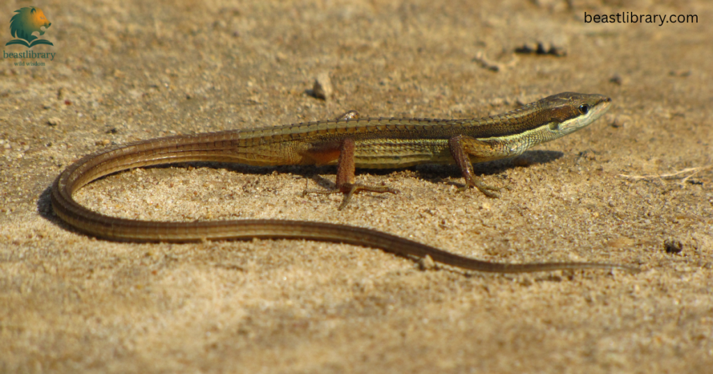 lizard with long tail