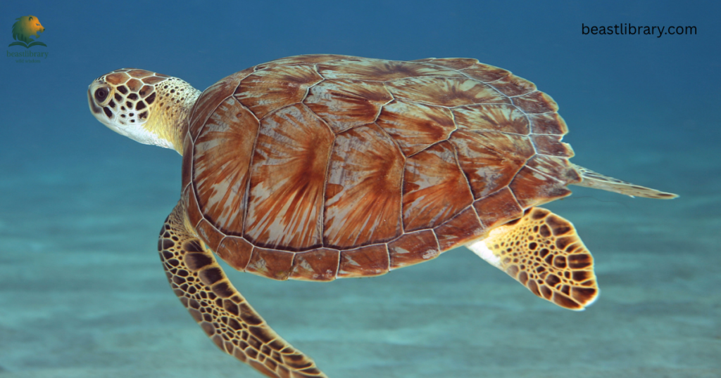 Animals With Flippers