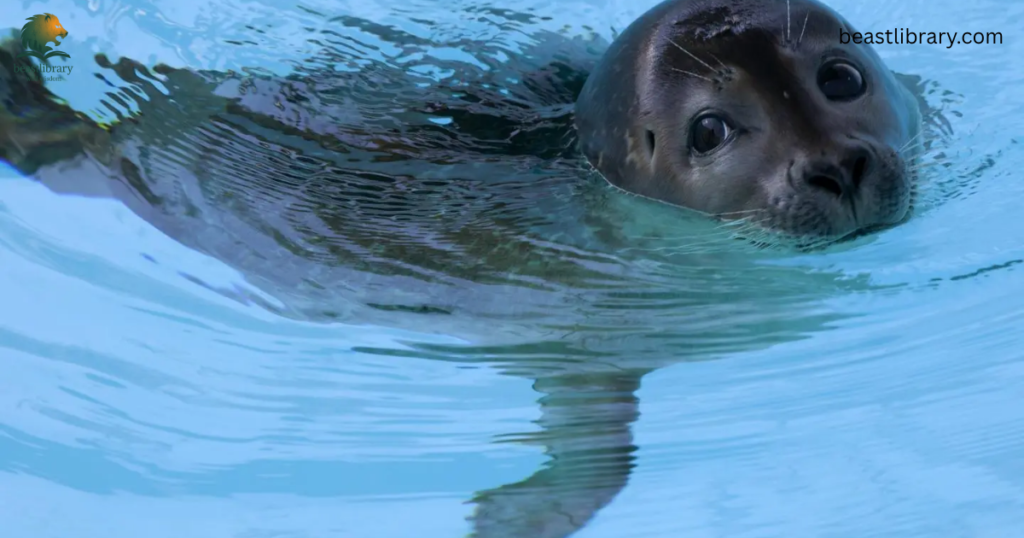 harbor seal- Animals With Flippers