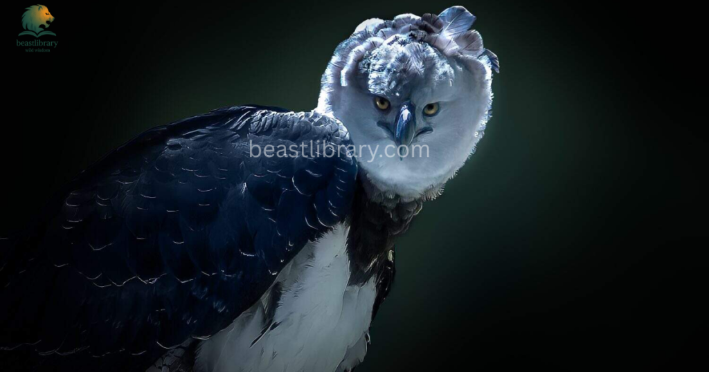 Animals That Eat Monkeys - harpy eagle